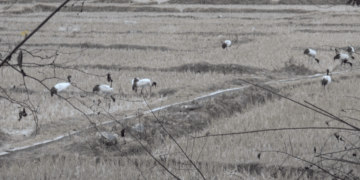 Black-necked crane numbers decline in Bumdeling, Trashi Yangtse